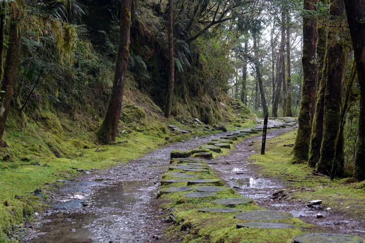 Best Moss Varieties for UK Garden Paths: A Side-by-Side Comparison