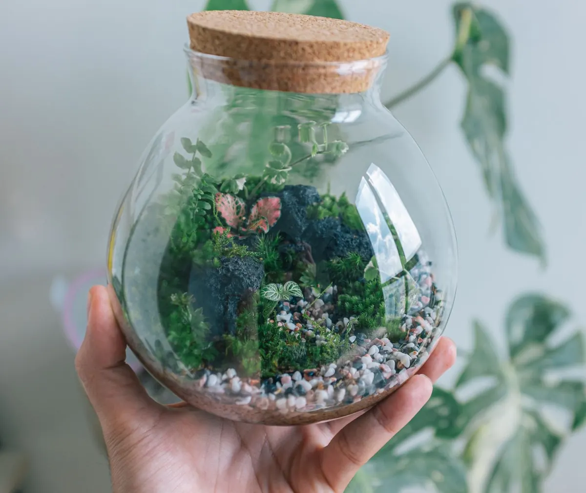 Sphagnum vs. Sheet Moss for Terrariums: Which Should You Choose?